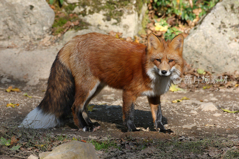 美丽的雄性红狐(Vulpes Vulpes)